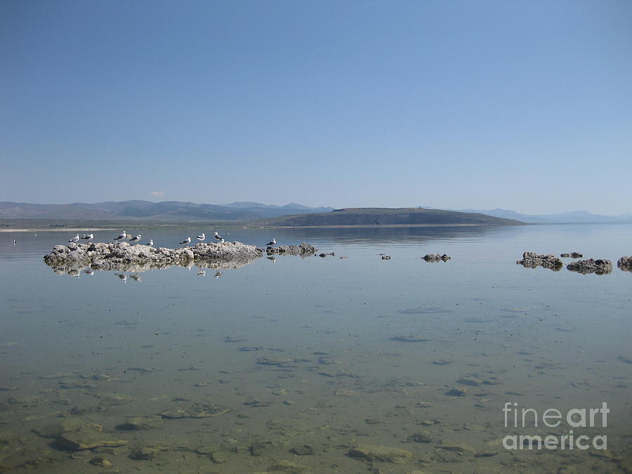 Birds Photograph - Birds on an Island by AC Hamilton Birds Photograph - Birds on an Island by AC Hamilton