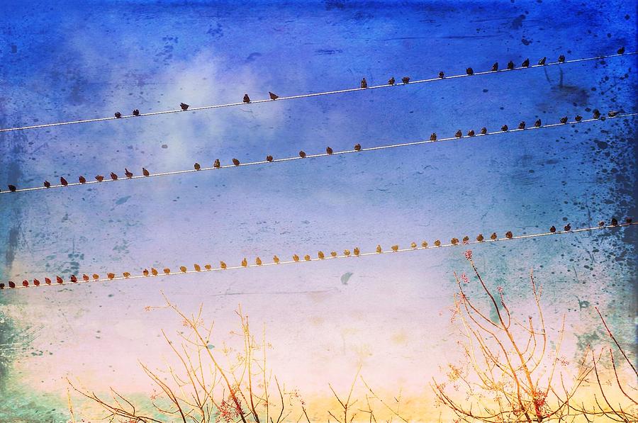 Birds on Wires #1 Photograph by Anne Thurston