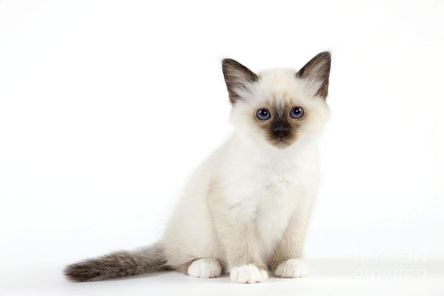Cat Photograph - Birman Kitten #1 by Jean-Michel Labat