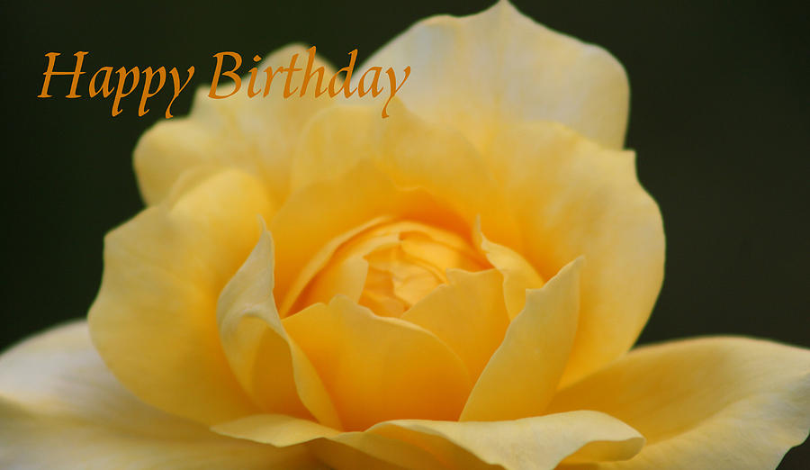 Birthday Rose Photograph by Marna Edwards Flavell