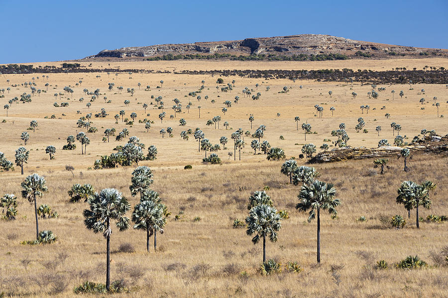 Bismarck Palm Savanna Madagascar #1 Photograph by Konrad Wothe