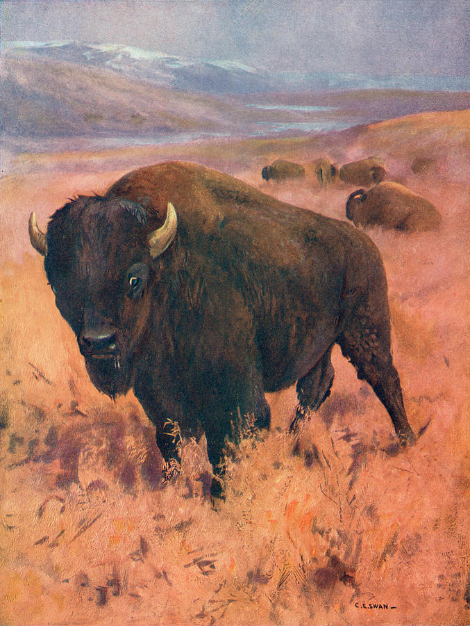 Bison Bison American Bison Or Buffalo Drawing by Mary Evans Picture