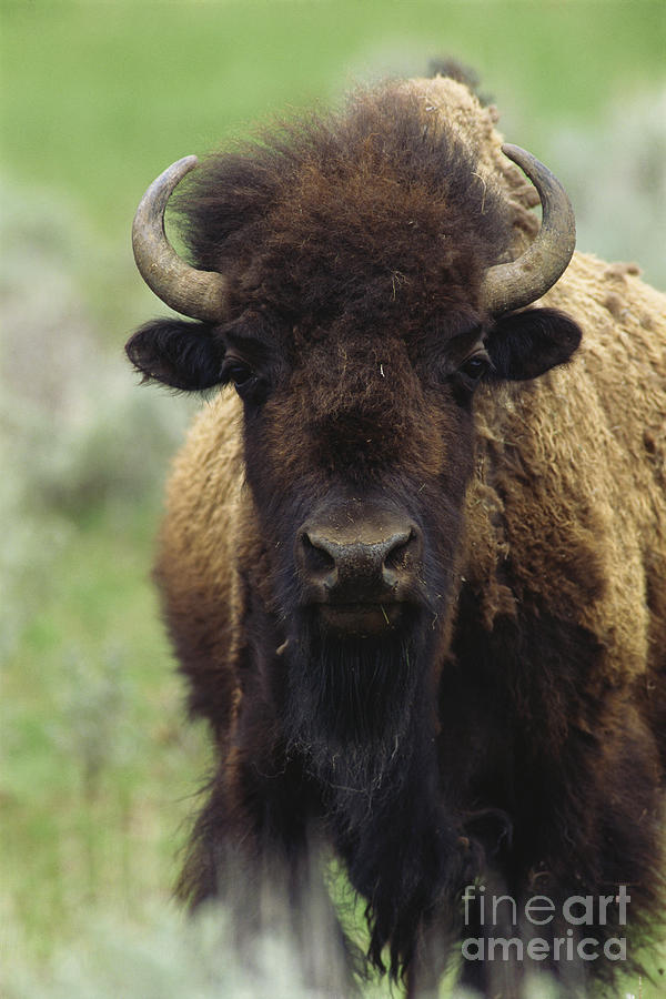 Bison Bison #1 Photograph by Art Wolfe
