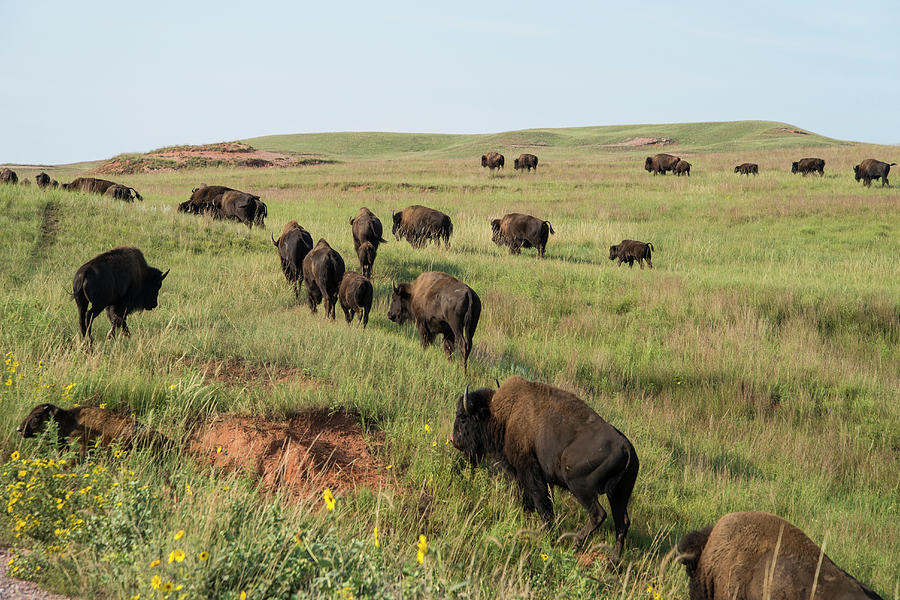 Bison Buffalo In Wind Cave National Park Photograph by Mark Newman Bison Buffalo In Wind Cave National Park Photograph by Mark Newman