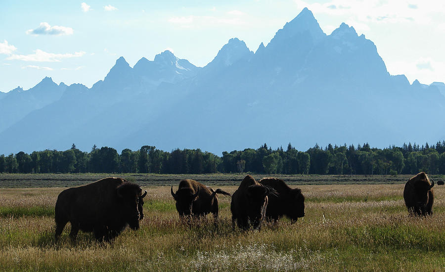 Bison Teton Valley Photograph by Carl Moore