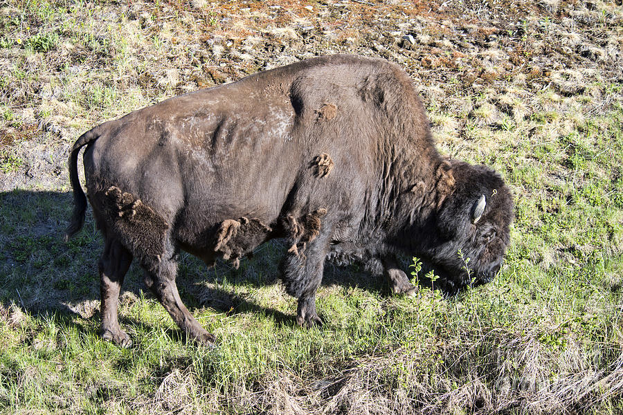 Bison Photograph - Bison #1 by David Arment