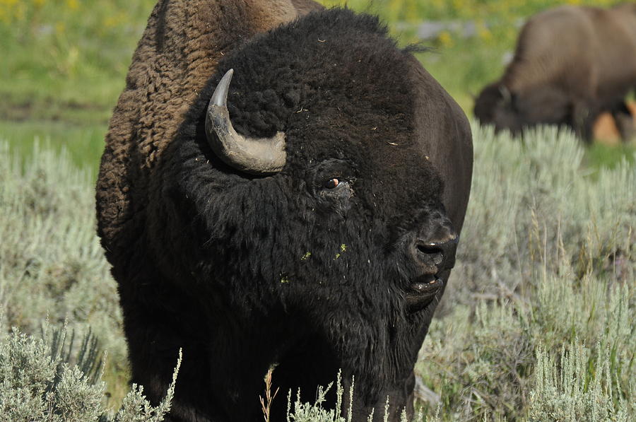 Bison #1 Photograph by Frank Madia
