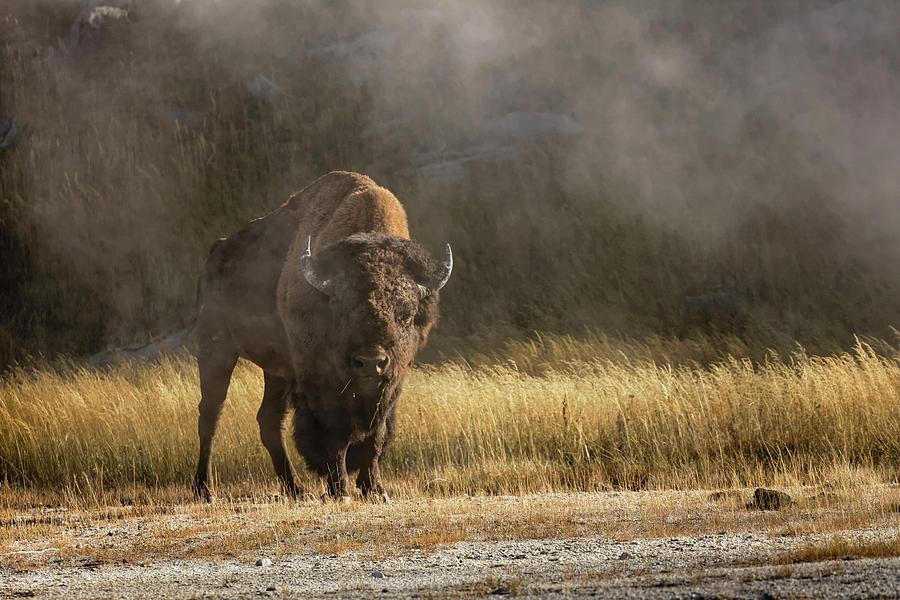 Adam Jones Photograph - Bison In Mist, Upper Geyser Basin by Adam Jones Adam Jones Photograph - Bison In Mist, Upper Geyser Basin by Adam Jones