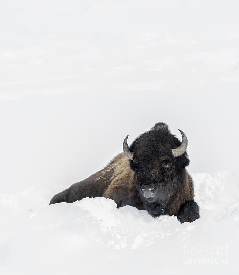 Bison in the Snow Photograph by Carolyn Fox - Fine Art America