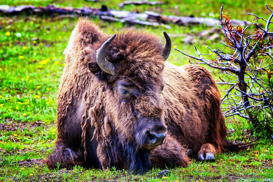 Yellowstone National Park Photograph - Bison in Yellowstone #2 by Juli Ellen