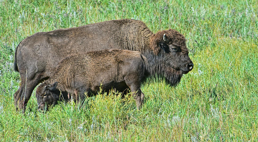 Bison #1 Photograph by Jim Boardman