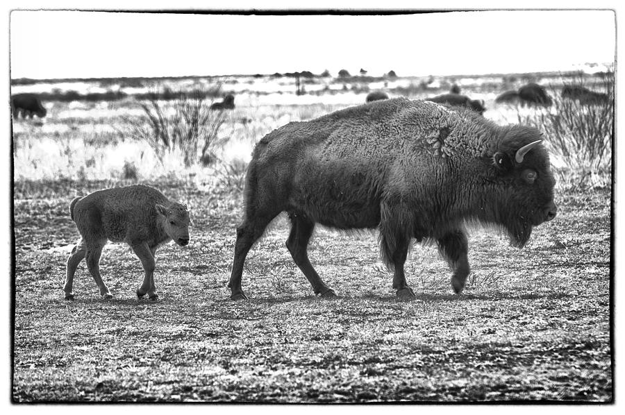 Bison Mother and Calf #1 Photograph by Melany Sarafis
