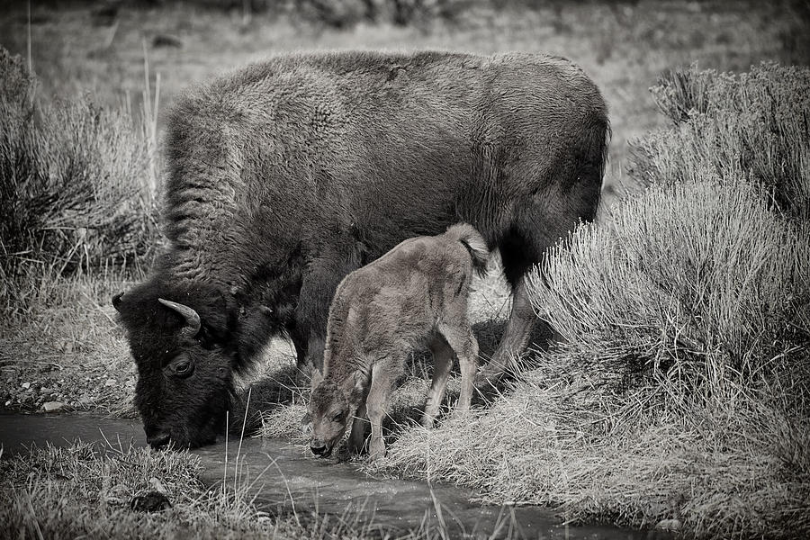 Bison Mother With Newborn #1 Photograph by Greg Norrell