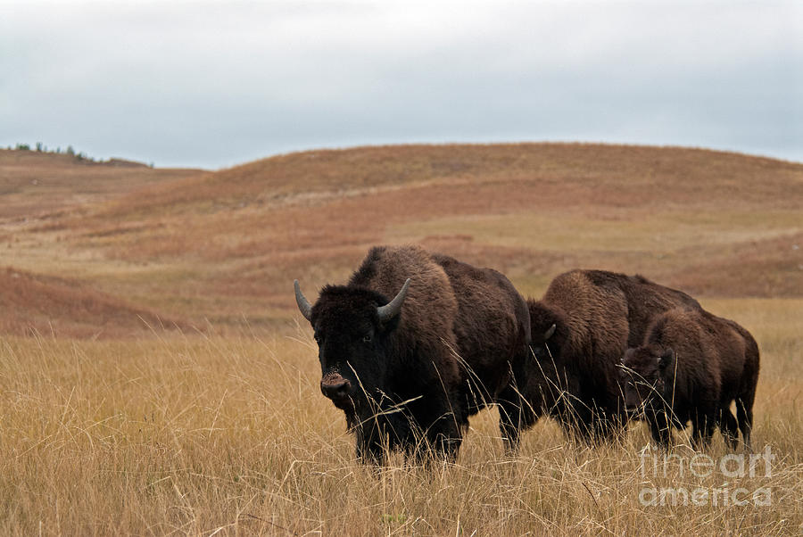 Bison, South Dakota #2 Photograph by Mark Newman