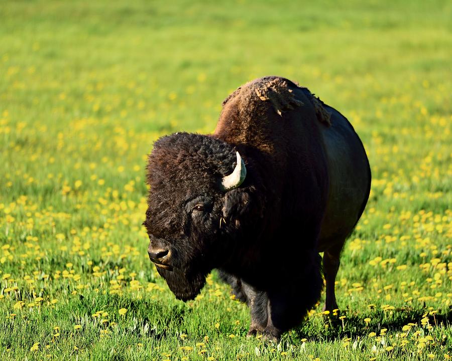 Bison #3 Photograph by Walt Sterneman