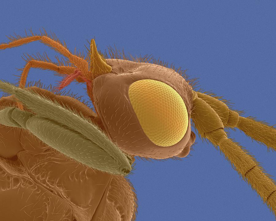 Biting Midge Head #1 Photograph by Dennis Kunkel Microscopy/science Photo Library