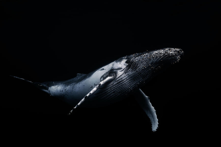 Humpback Photograph - Black & Whale by Barathieu Gabriel