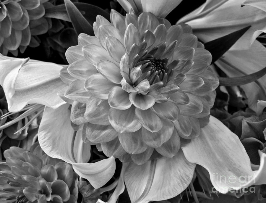 Black And White Dahlia #2 Photograph by Arlene Carmel