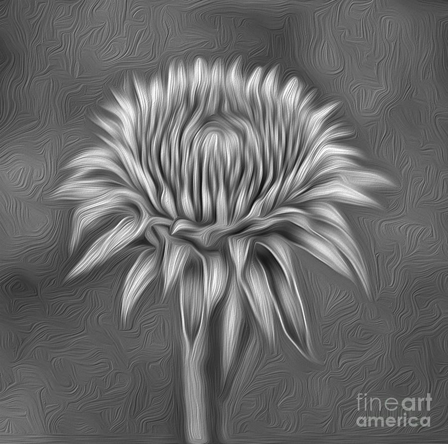 Black And White Photograph - Black and White Flower #1 by Brian Mollenkopf