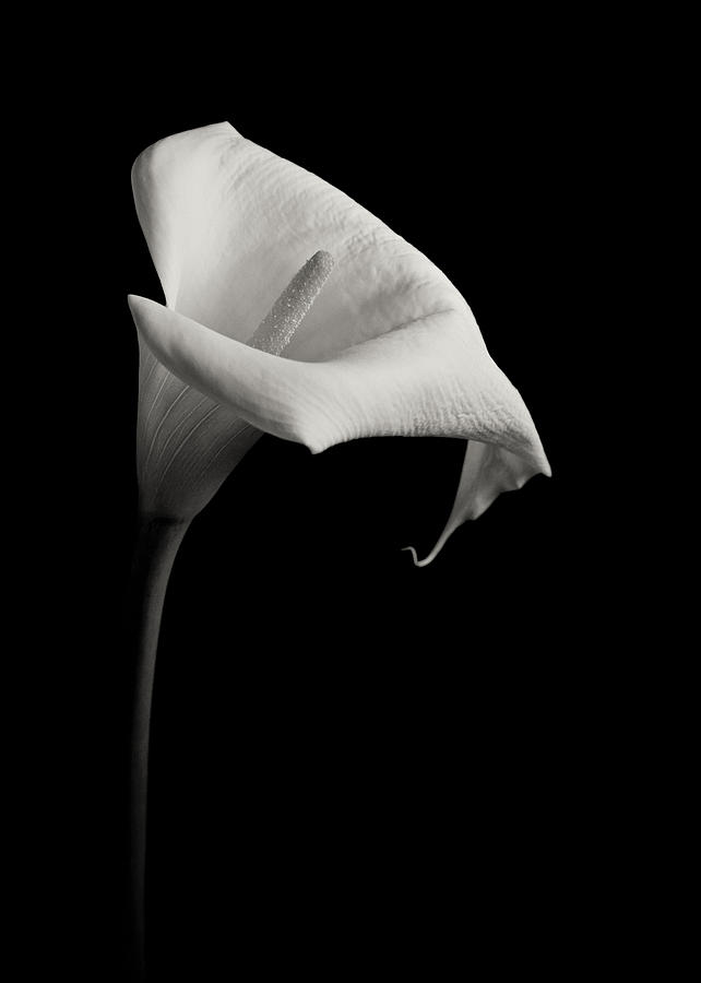 Black And White #1 Photograph by Juj Winn