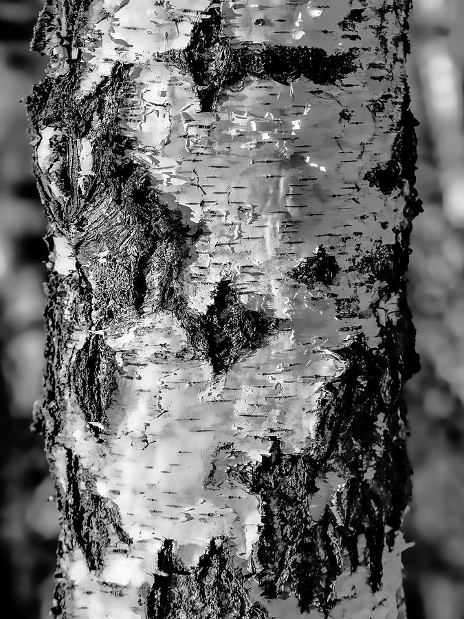 Black And White Photograph - Black and white #birch In Sunlight The White And Dark #trunk Is Lightened By The Sun On January 2015 by Leif Sohlman