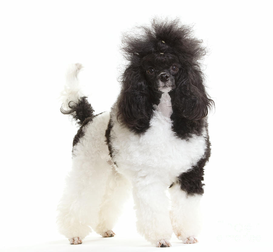 Black And White Poodle #1 Photograph by Jean-Michel Labat