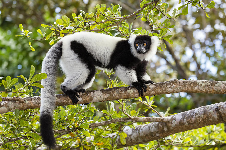 Black And White Ruffed Lemur Madagascar #1 Photograph by Konrad Wothe