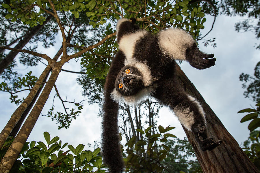 Black And White Ruffed Lemur, Madagascar #1 Photograph by Paul Souders