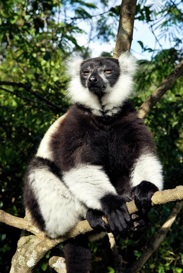Black And White Ruffed Lemur #1 Photograph by Philippe Psaila/science Photo Library