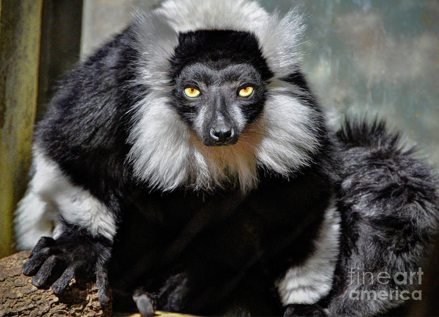 Black and White Ruffed Lemur #2 Photograph by Savannah Gibbs
