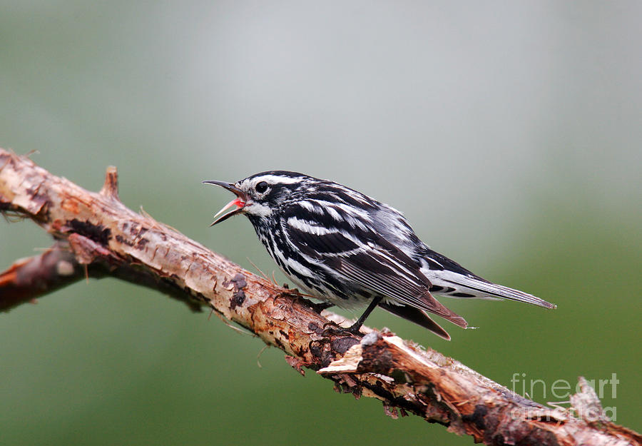 Warbler Photograph - Black And White Warbler #2 by Jim Zipp