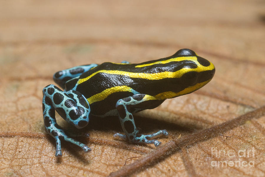Amphibians Photograph - Black And Yellow Dart Frog #1 by William H. Mullins
