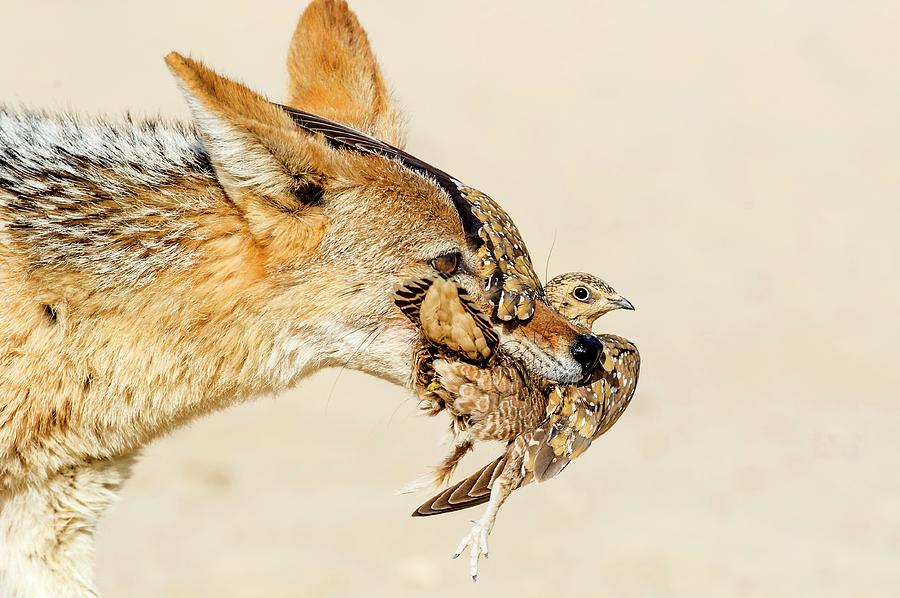 Black-backed Jackal Hunting Sandgrouse #1 Photograph by Peter Chadwick