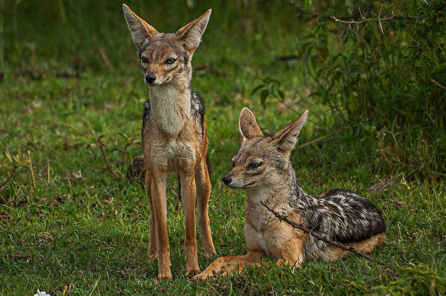 Black-backed Jackals #1 Photograph by Peggy Blackwell
