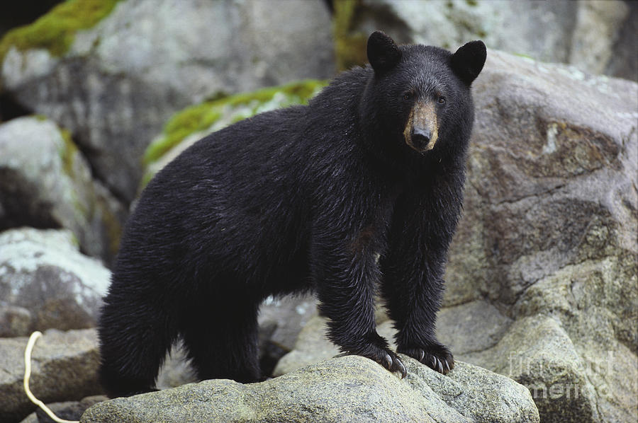 Black Bear Photograph by Art Wolfe - Fine Art America