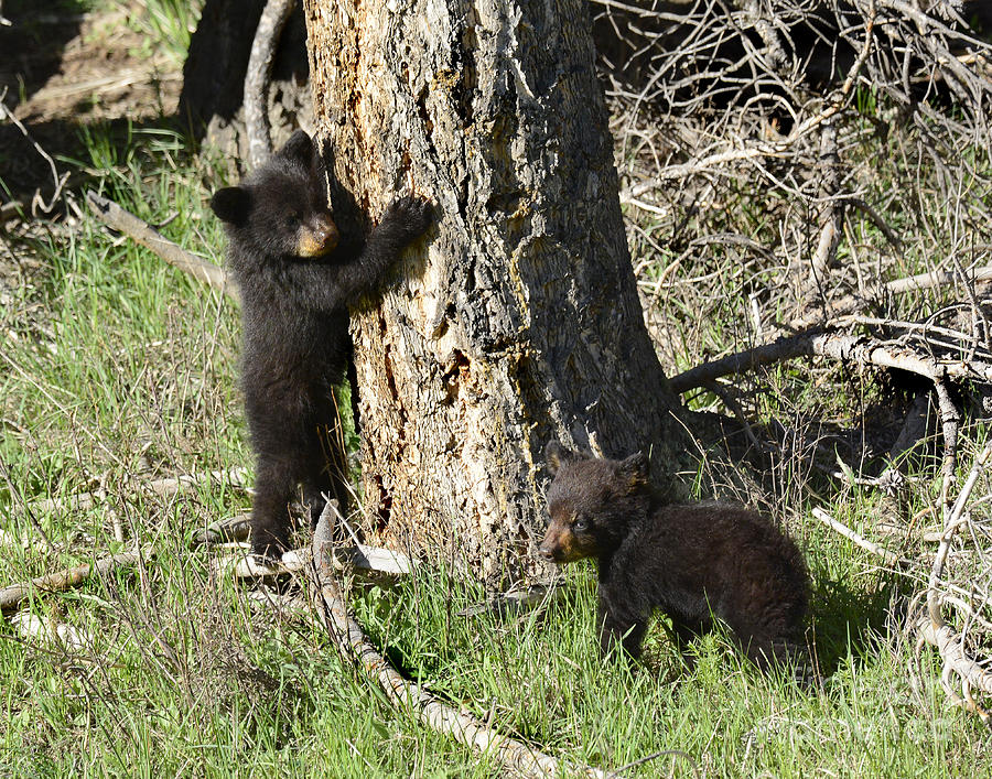 Black Bear Cubs #1 Photograph by Dennis Hammer