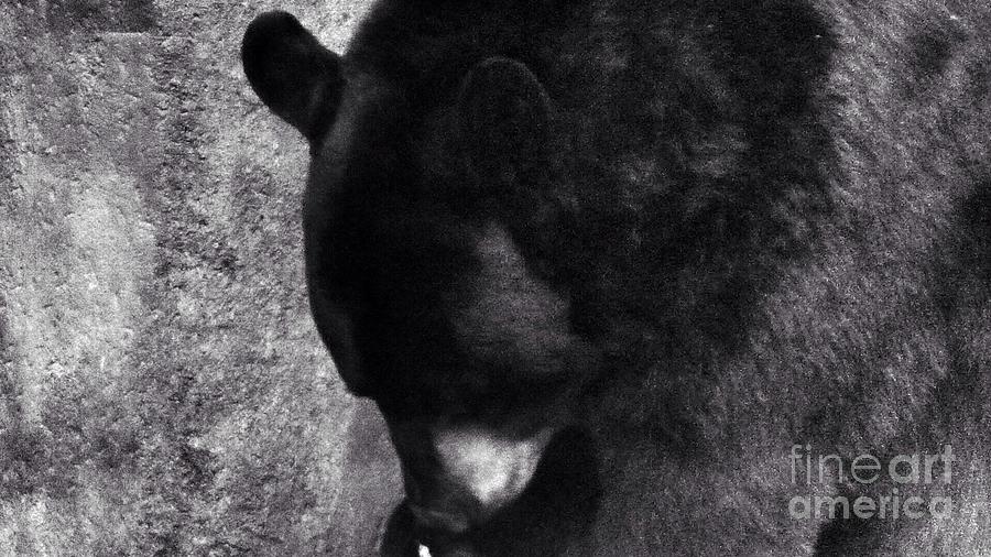 Black Bear Curtsy  #1 Photograph by Susan Garren