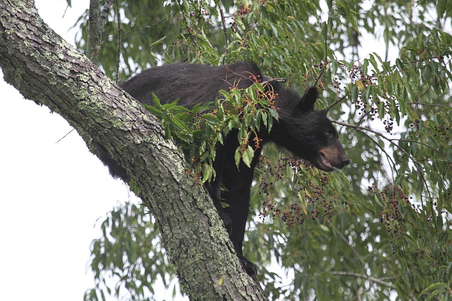 Black bear #1 Photograph by Dwight Cook