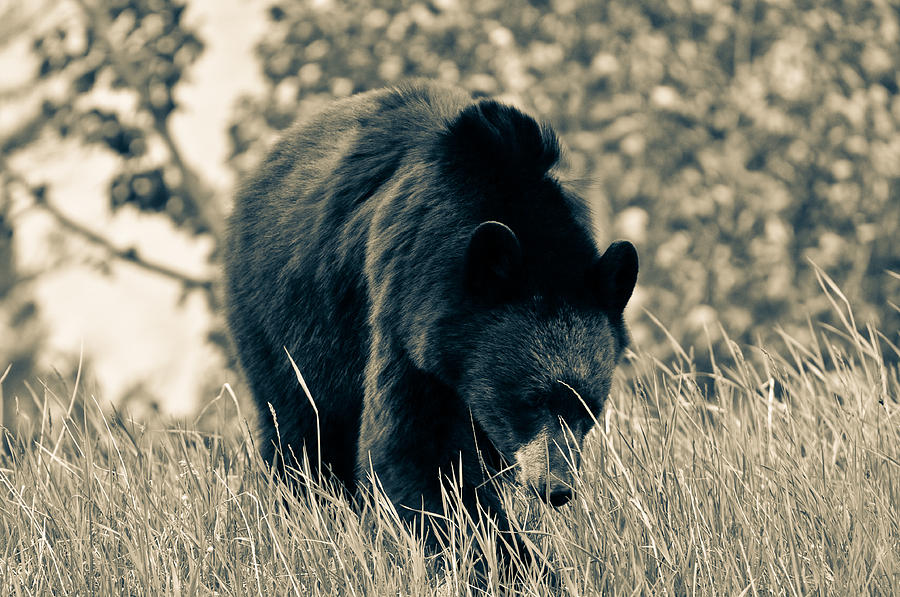 Black Bear Going to the Sun #1 Photograph by Ronda Broatch