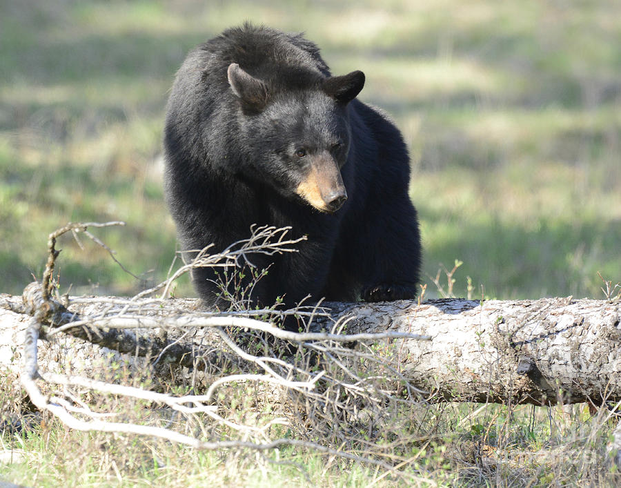Black Bear Hunting #1 Photograph by Dennis Hammer