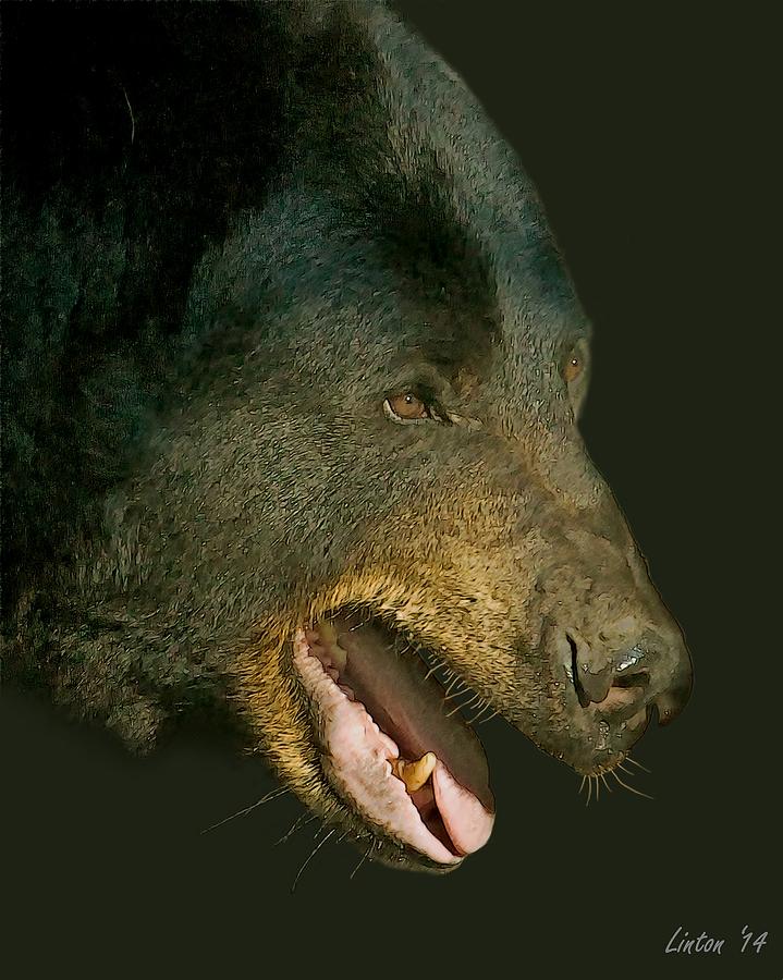 Black Bear #1 Digital Art by Larry Linton