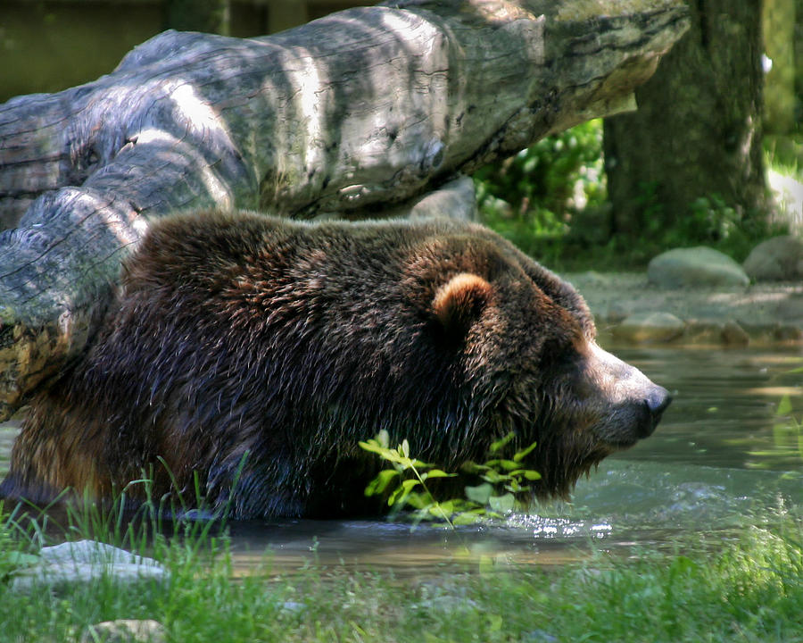Black Bear #2 Photograph by Mary Almond