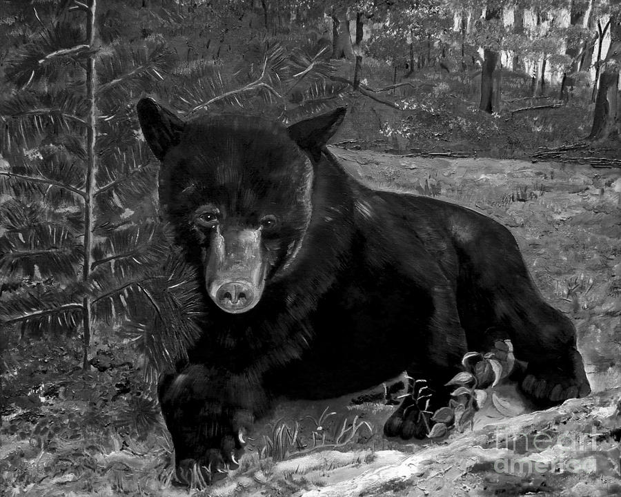 Black Bear - Scruffy - Black and White #2 Painting by Jan Dappen