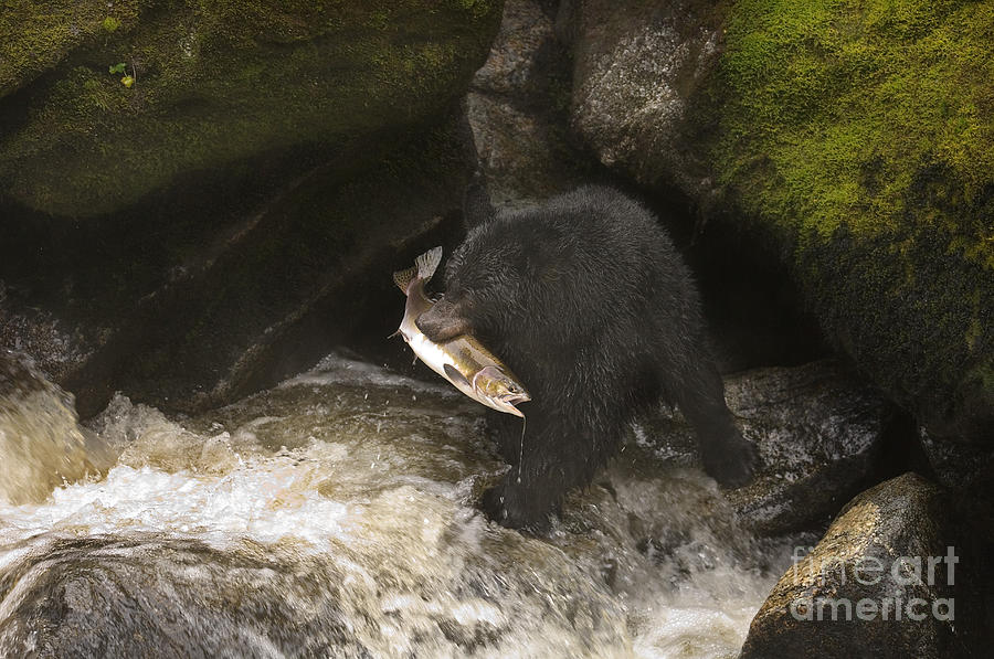 Black Bear With Salmon #1 Photograph by Ron Sanford