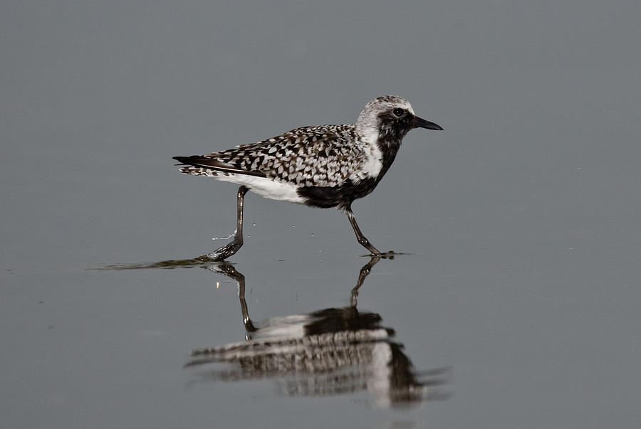 Black-bellied Plover #1 Photograph by Anthony Mercieca