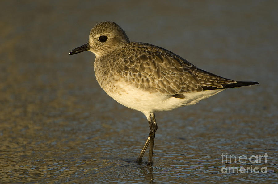 Black-bellied Plover #1 Photograph by John Shaw