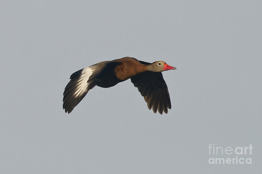 Black-bellied Whistling Duck #1 Photograph by Anthony Mercieca