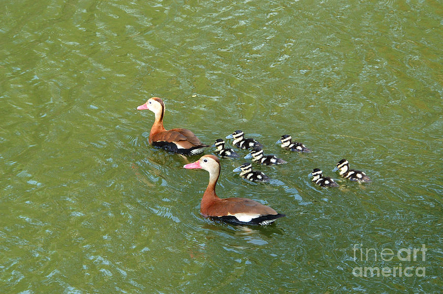 Black-bellied Whistling-duck Family #1 Photograph by Gregory G ...