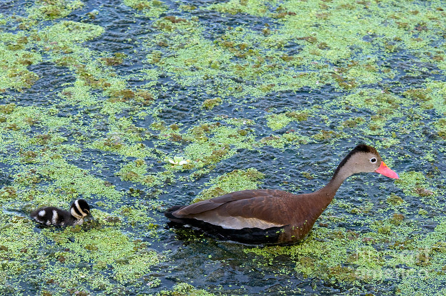 Black-bellied Whistling-duck #1 Photograph by Mark Newman
