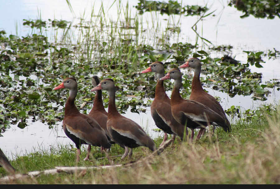 Black Bellied Wood Ducks Photograph by Nancy Chenet - Pixels